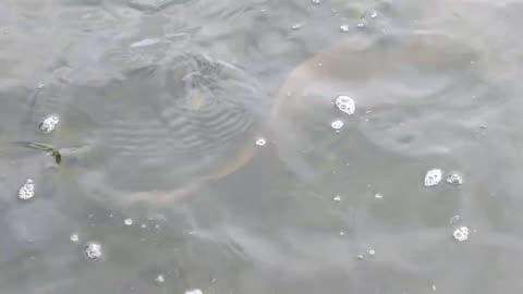 Feeding HOLY Catfish at a Buddhist Temple Pond Goes WRONG (GONE FISHY)