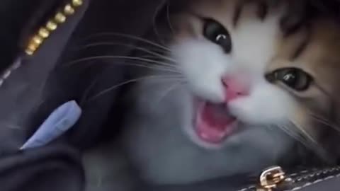 Cats Being Themselves 😺😸😹