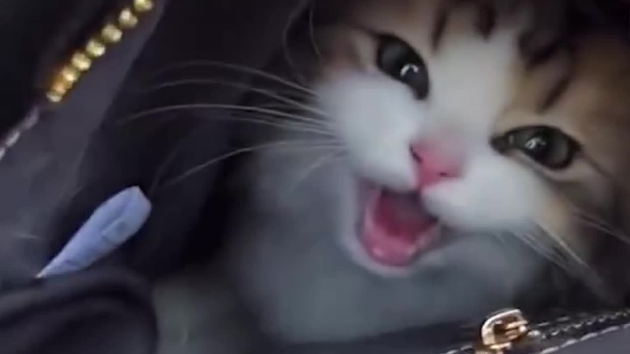 Cats Being Themselves 😺😸😹