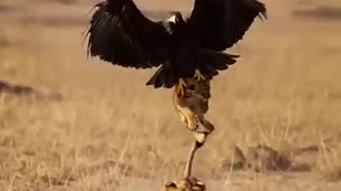 In the Talons of a Giant Eagle ‼️ The Lion Cub’s Fate?
