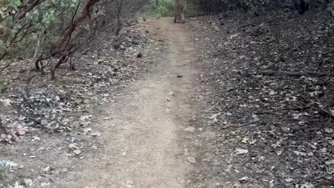 Close Encounter With a Mountain Lion