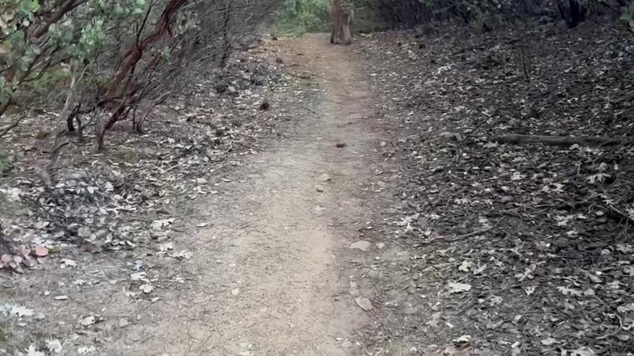 Close Encounter With a Mountain Lion