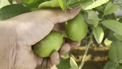 Harvesting Gandhraj Lemons from My Terrace Garden 🍋