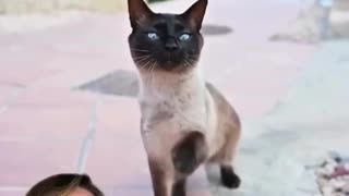 Feline Physicist