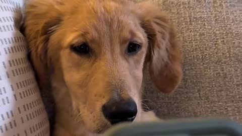 Dog's Comedy Videos 🤣 so cute videos 😍 funny videos 🤣