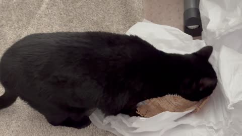 Cute Precious Piper is Overwhelmed By the Office Mess - Adopting a Cat from a Shelter Vlog