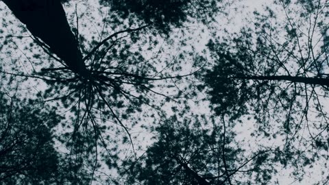 Empathy Truman-GraveSide Seats (music video)