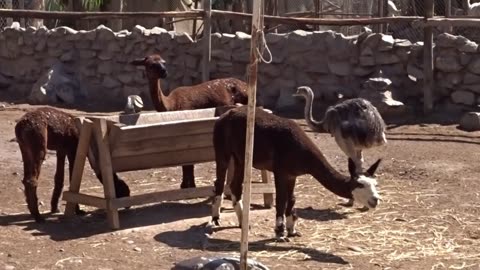 alpaca