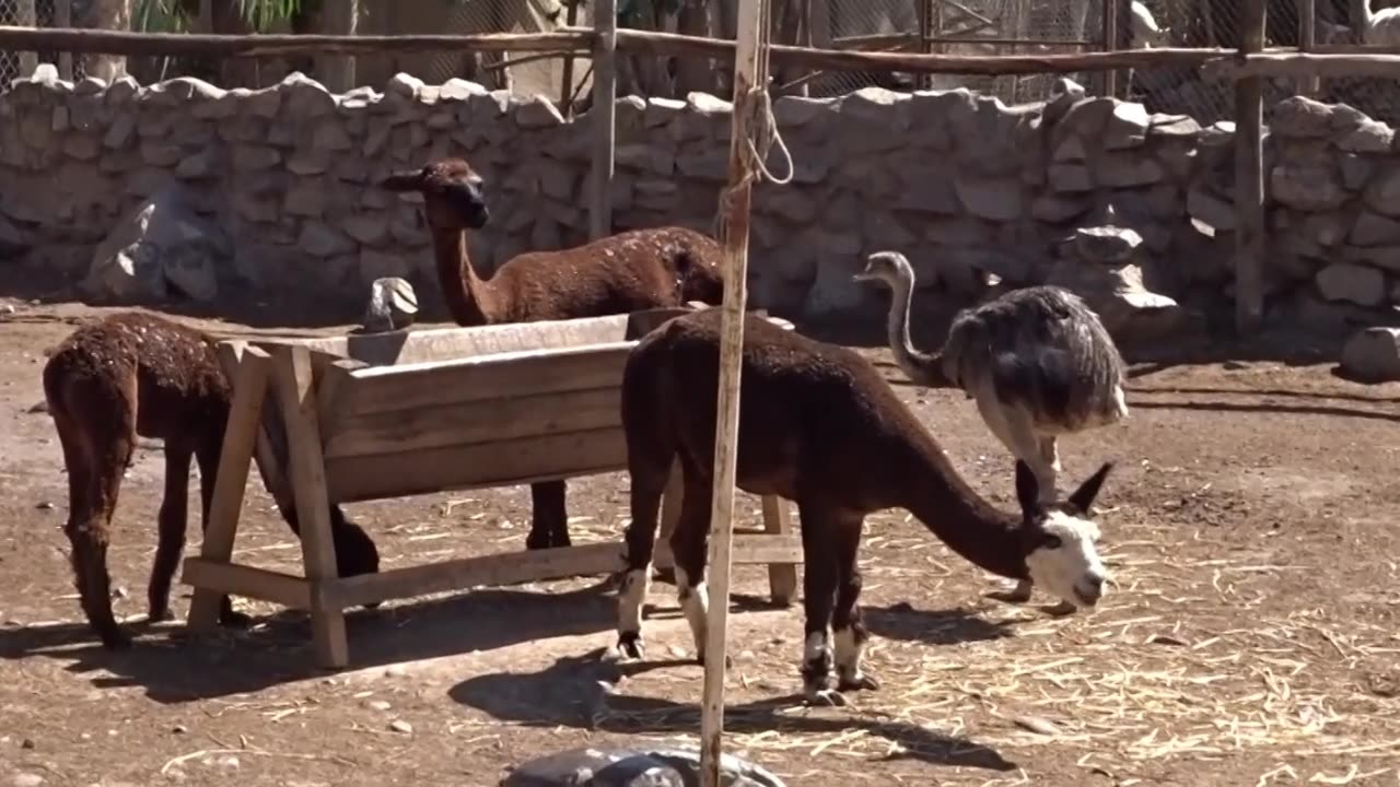 alpaca