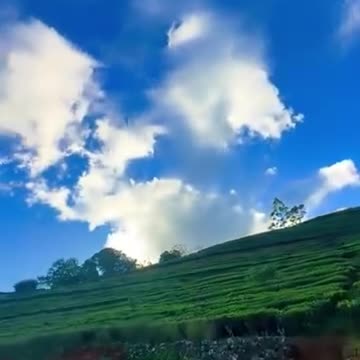 "🌿🚴♀️ Travel Bee | Pedal Through Tea Paradise: Scenic Rides & Serene Sips 🍵✨"