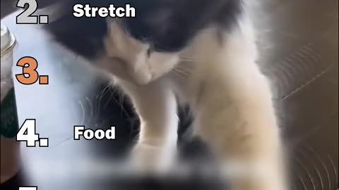 Ranking Best Cats Being Slick Moments😎