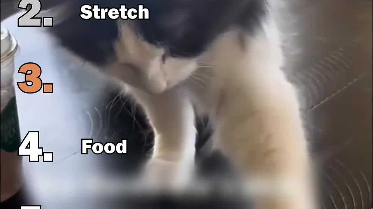 Ranking Best Cats Being Slick Moments😎
