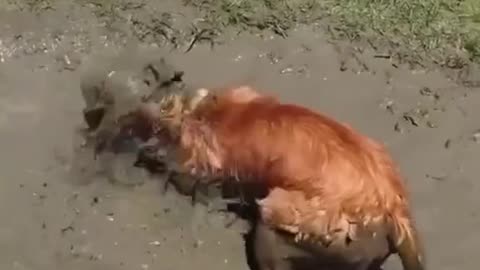 dogs getting muddy – try not to laugh! 😂
