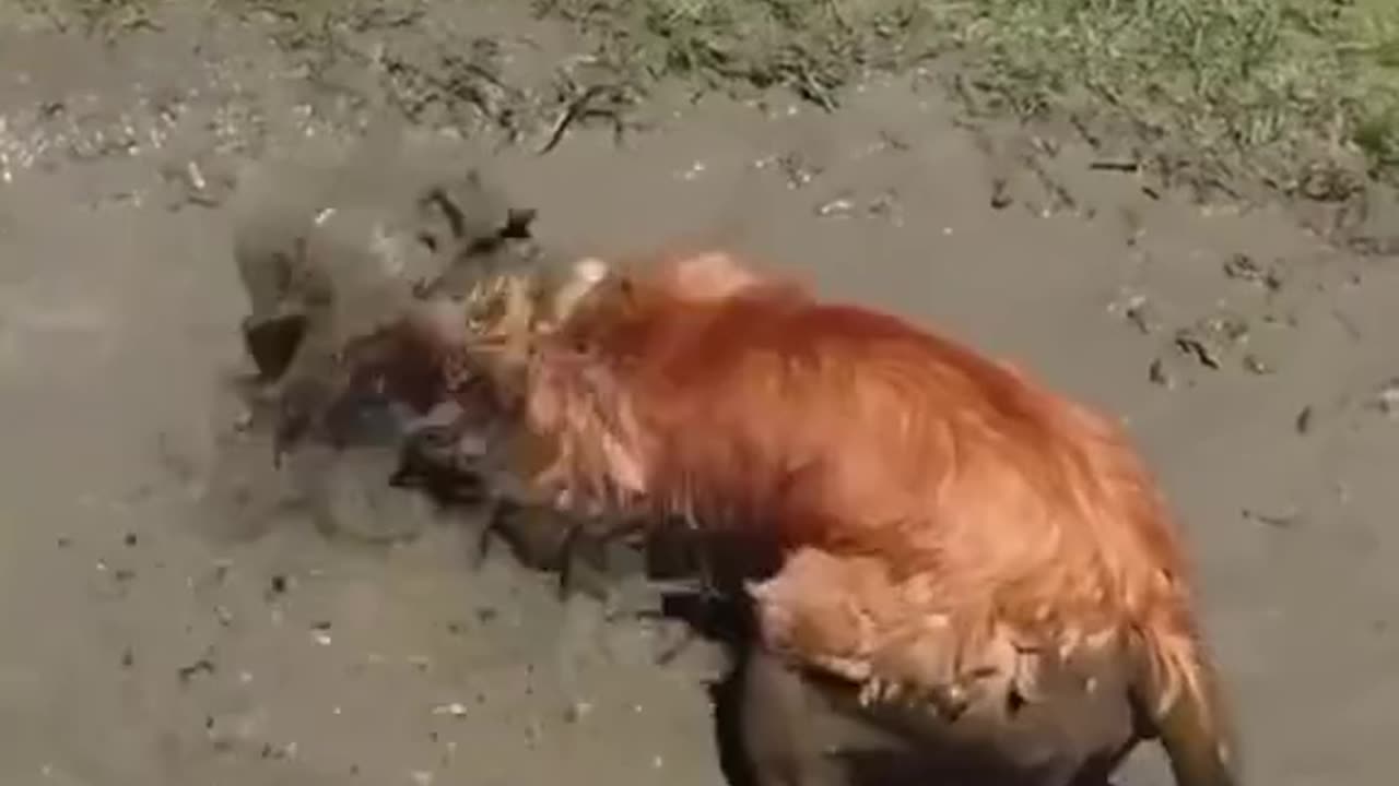 dogs getting muddy – try not to laugh! 😂