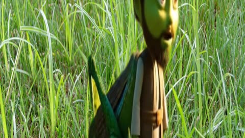 exploding Lawnmower Gose Boom