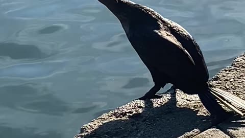 Double-crested Cormorant and coot #cormorant #coot #followme #shorts #viral #trending