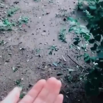 This little bird refuses to leave the hand of its rescuer.. 🥺