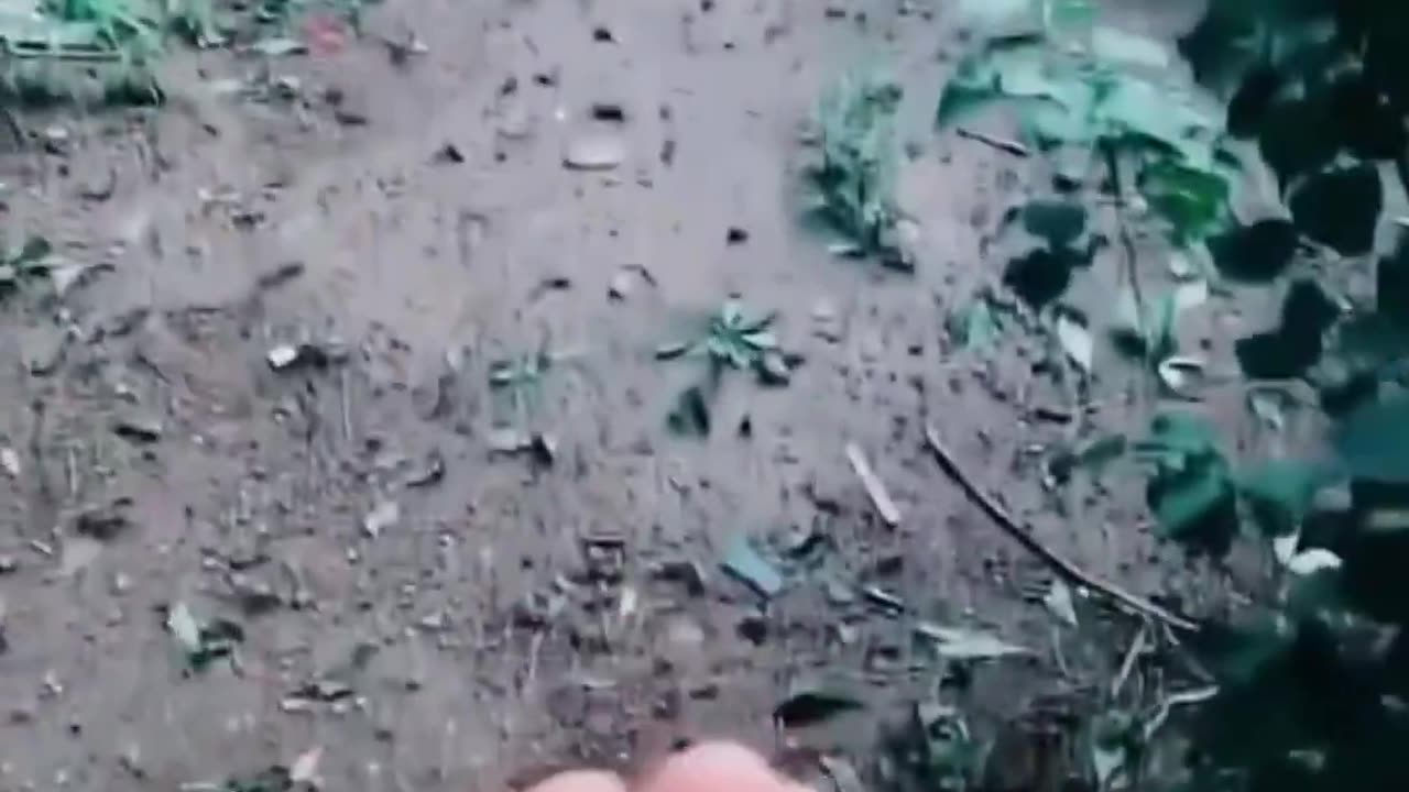 This little bird refuses to leave the hand of its rescuer.. 🥺