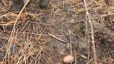 Beaver and Otter Trapping