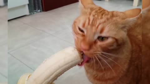 Funny Cat Reactions 2023 [Funny Pets]