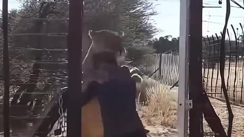 A man rescues an orphaned lion cub from the wild, after which he