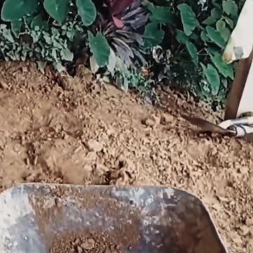 🇧🇴 TRABAJO EN COROICO 👉 La Yunga Boliviana ► Como es ❓❓ #3 #shorts