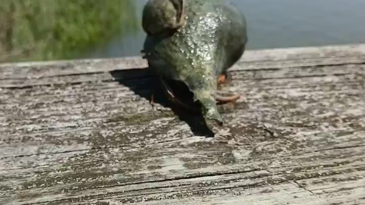 Don't Jump!! #hermitcrab #crab #southeast