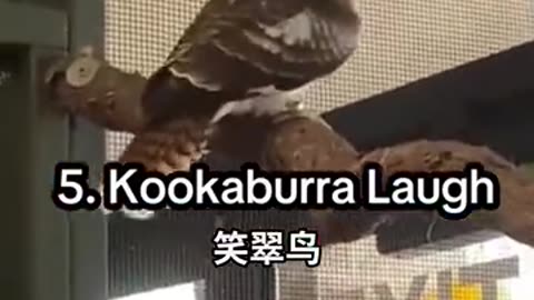 感受一下各种稀奇古怪的鸟叫声