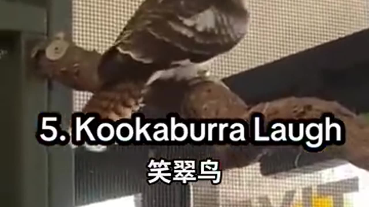 感受一下各种稀奇古怪的鸟叫声