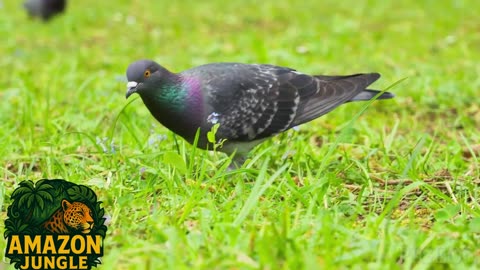 Pigeon – Graceful City & Jungle Bird 🕊️🌿 | Rare Wildlife Footage