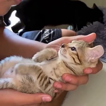 These animals are so funny!