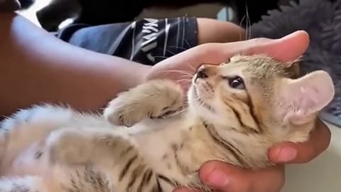 These animals are so funny!