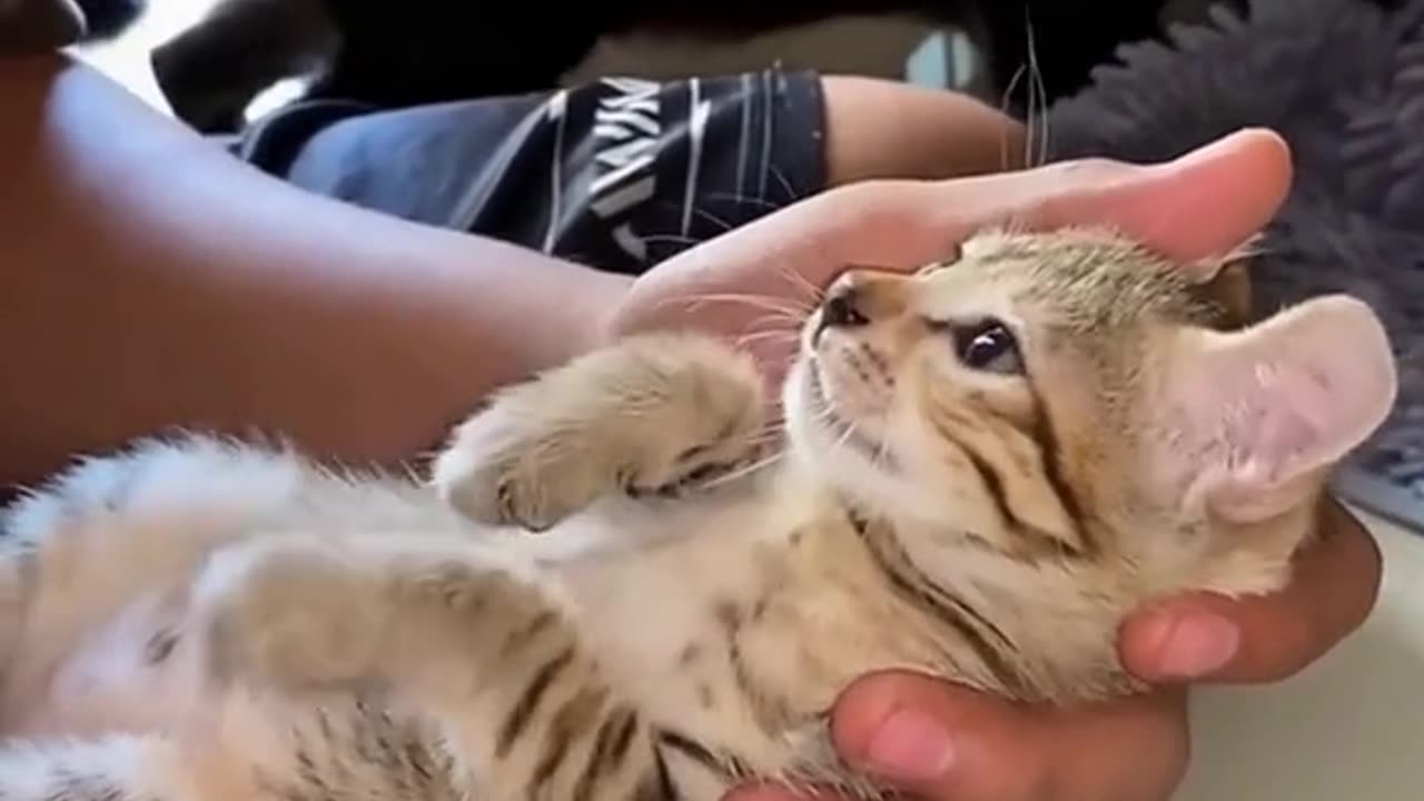 These animals are so funny!