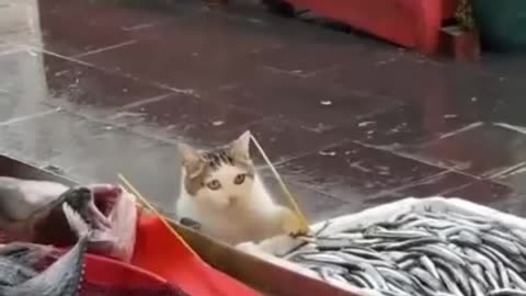 Free fish for cats
