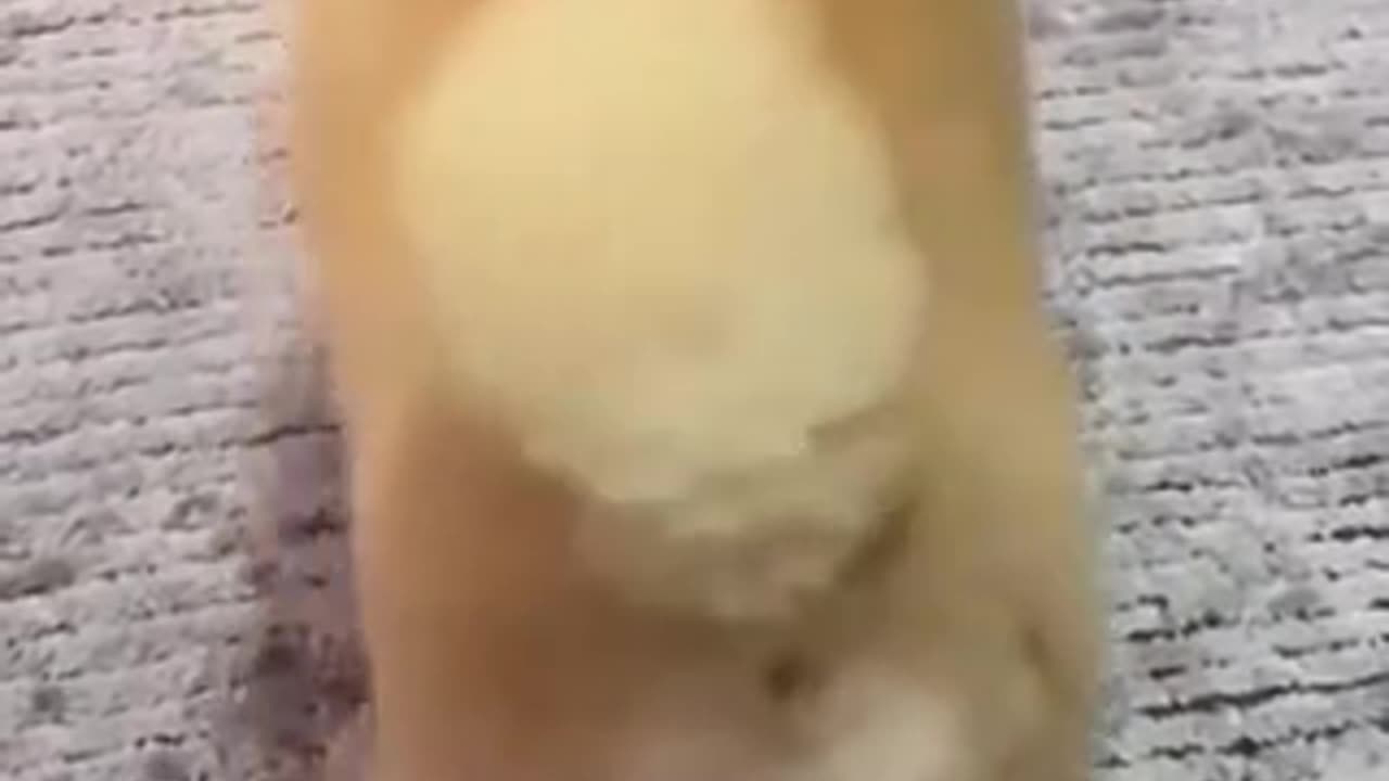 Funny Cats and Dogs