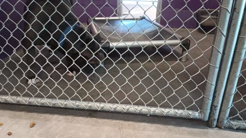 Potato 2y Pet Id 946743 kennel 22 HSSAZ shelter_20250613_142320548