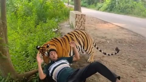 Tiger hunting man !!!!!