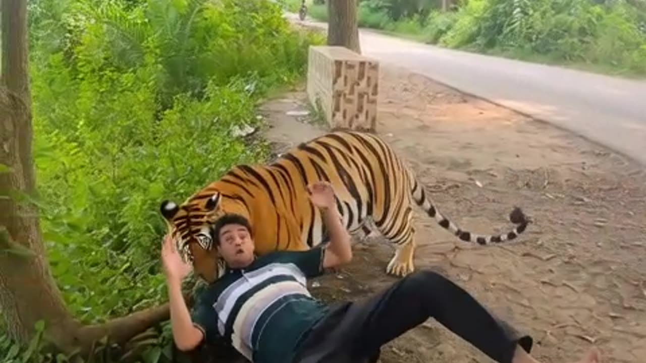 Tiger hunting man !!!!!