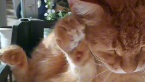 My Cat’s Spa Day Ruined! Watch His Hilarious Reaction!