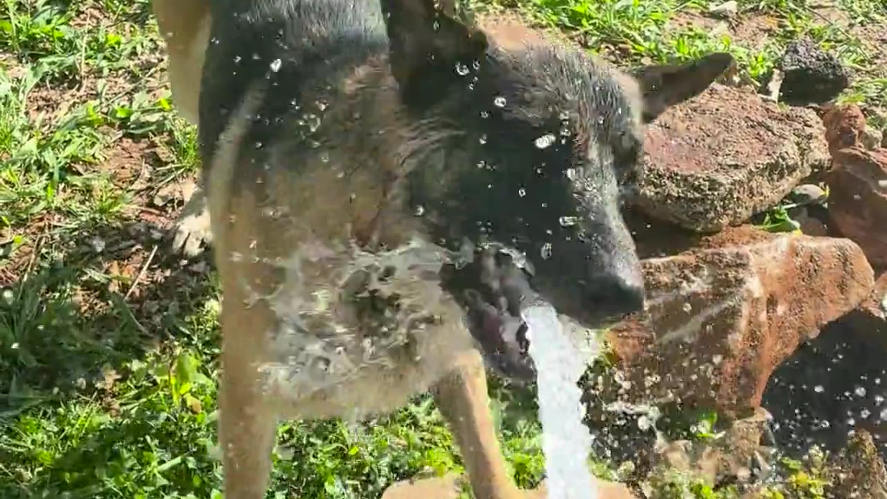 🤯🦷 This Animal's Teeth Are Insane! | FunFM