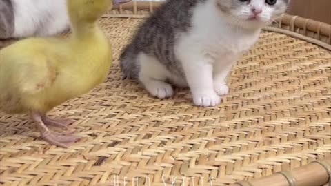 Cute Kitten and duckling play together