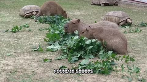 Capybara: The World's Largest and Friendliest Rodent