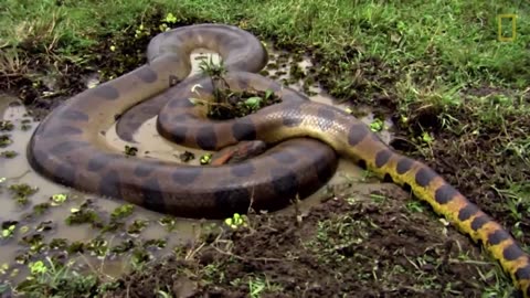 Anaconda Feature