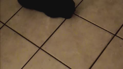 Family cat