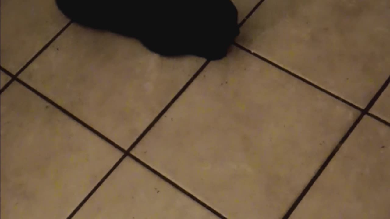 Family cat