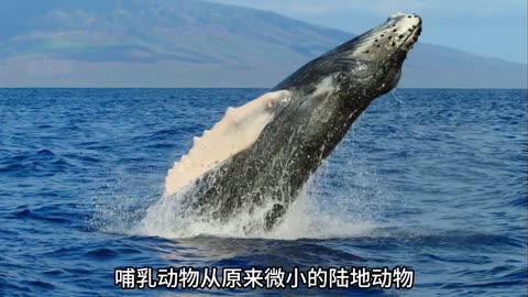 200万年前，剑齿虎大战巨犰狳，鲸鱼祖先慈母鲸大战巨齿鲨 #剑齿虎 #巨犰狳 #巨齿鲨 #慈母鲸