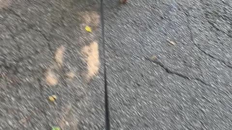 My Dog
