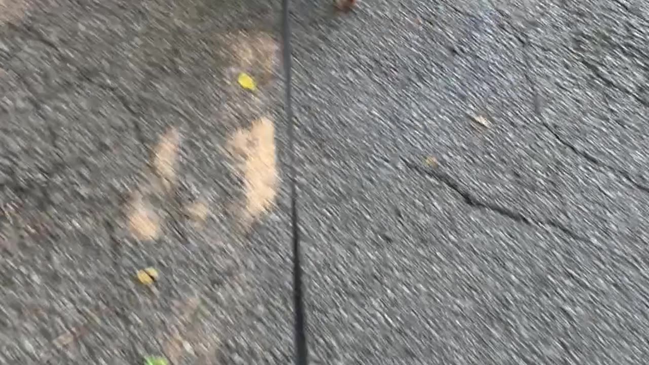My Dog