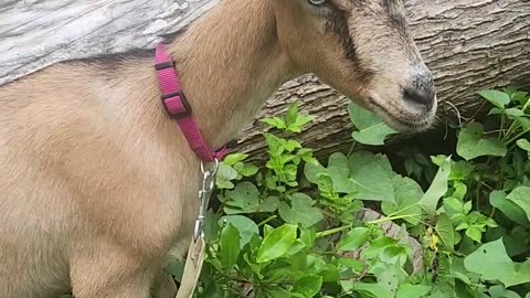 Walking the Goat