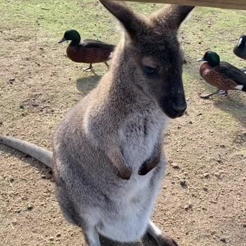 Kangaroo